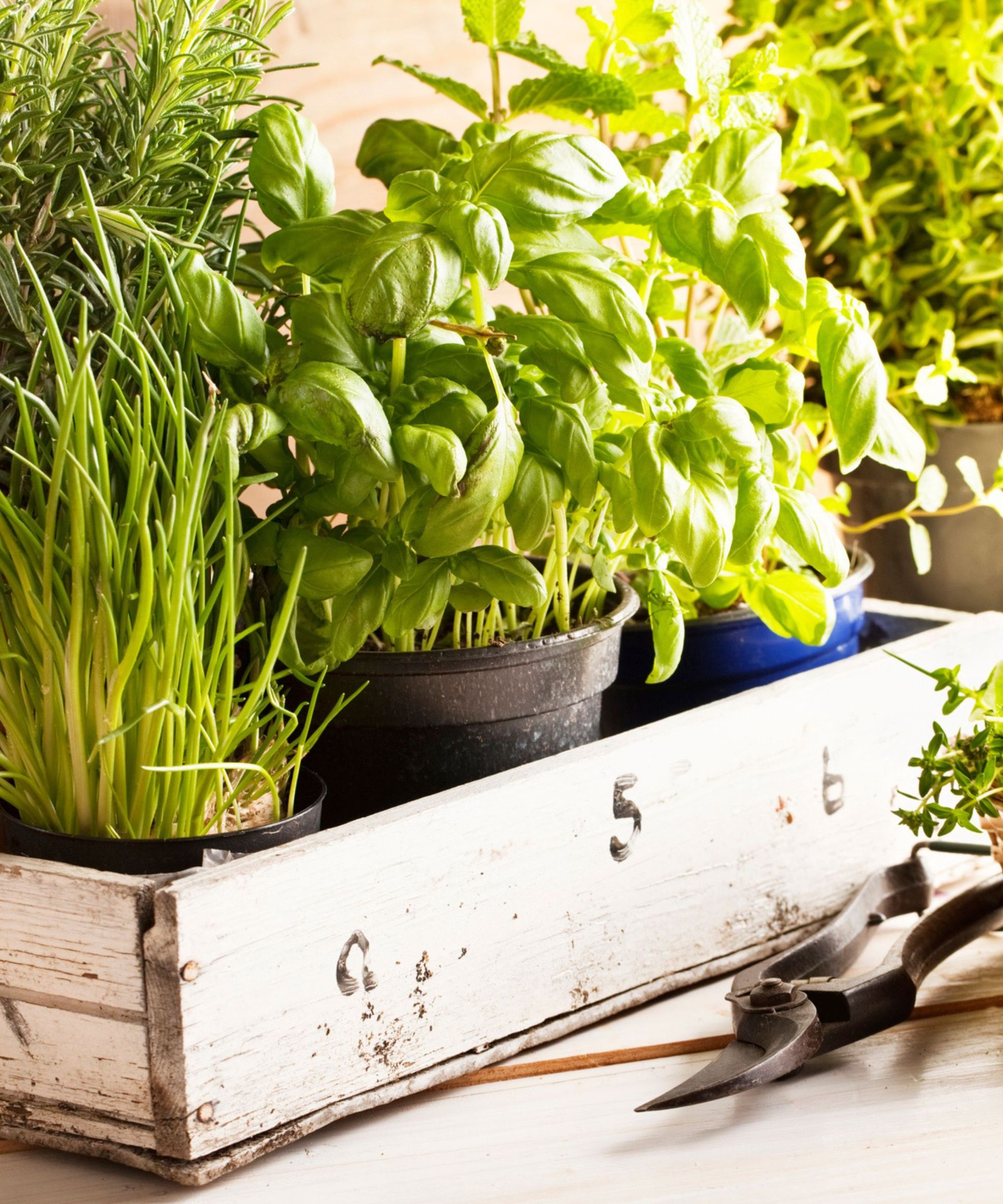 Indoor herb garden