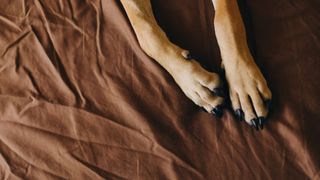 Up close of dog paws on a bed