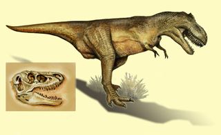 The species of dinosaur that left these fossils is a called both a <em>Tyrannosaurus bataar</em> and a <em>Tarbosaurus bataar</em>. This clearly identifiable material from the <em>Tarbosaurus</em> has been found only in the Nemegt Formation in Mongolia, a