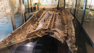 The Dover Bronze Age Boat on display in a museum