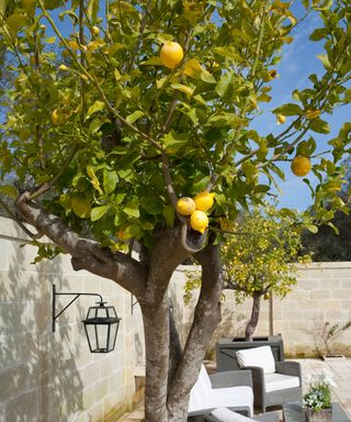 lemon tree growing in a courtyard garden