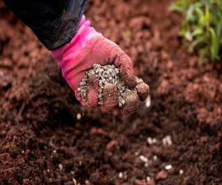 Improving soil using chicken manure pellets