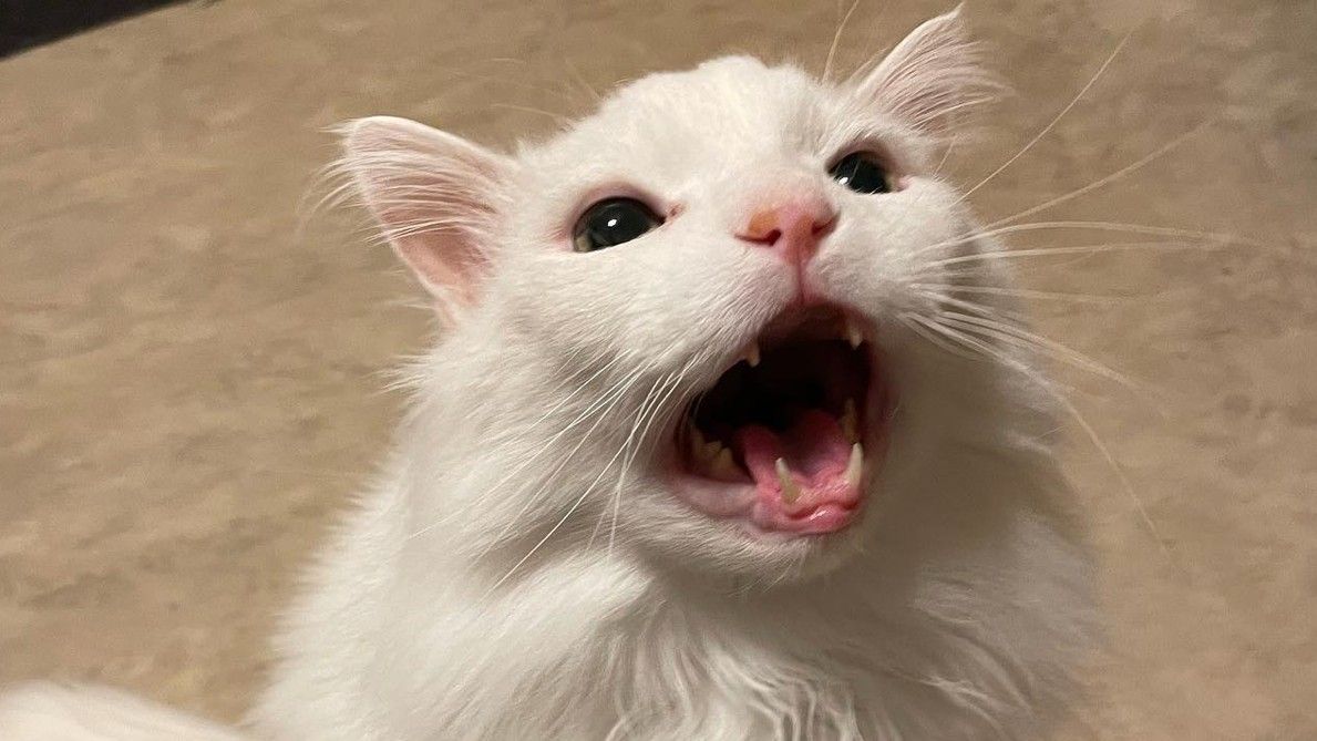 Thurston Waffles the cat death How did meme legend die? PetsRadar