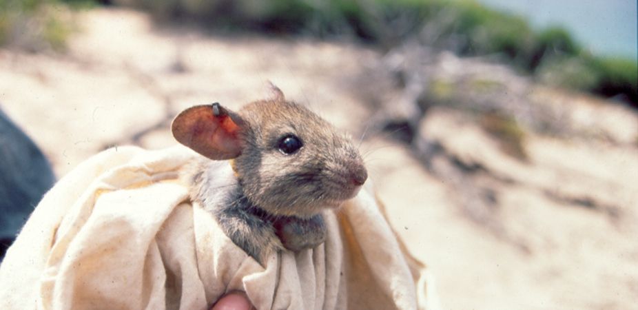 Greater stick-nest rat, extinction, endangered species