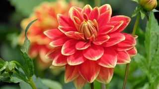 close-up of a red dahlia flower in a garden