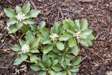 Pachysandra Ground Cover Weeds