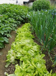 Interplanted Vegetables And Flowers