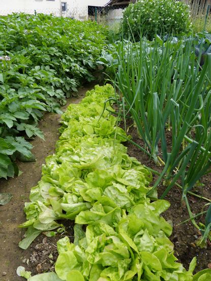 Interplanted Vegetables And Flowers