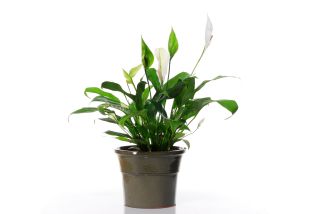 Boost your wellbeing with house plants