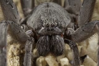 The Sierra Cacachilas wandering spider, a new species from Baja California Sur in Mexico.