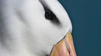 Close-up of a white bird's face with a black eye patch and a pale orange beak against a blue background