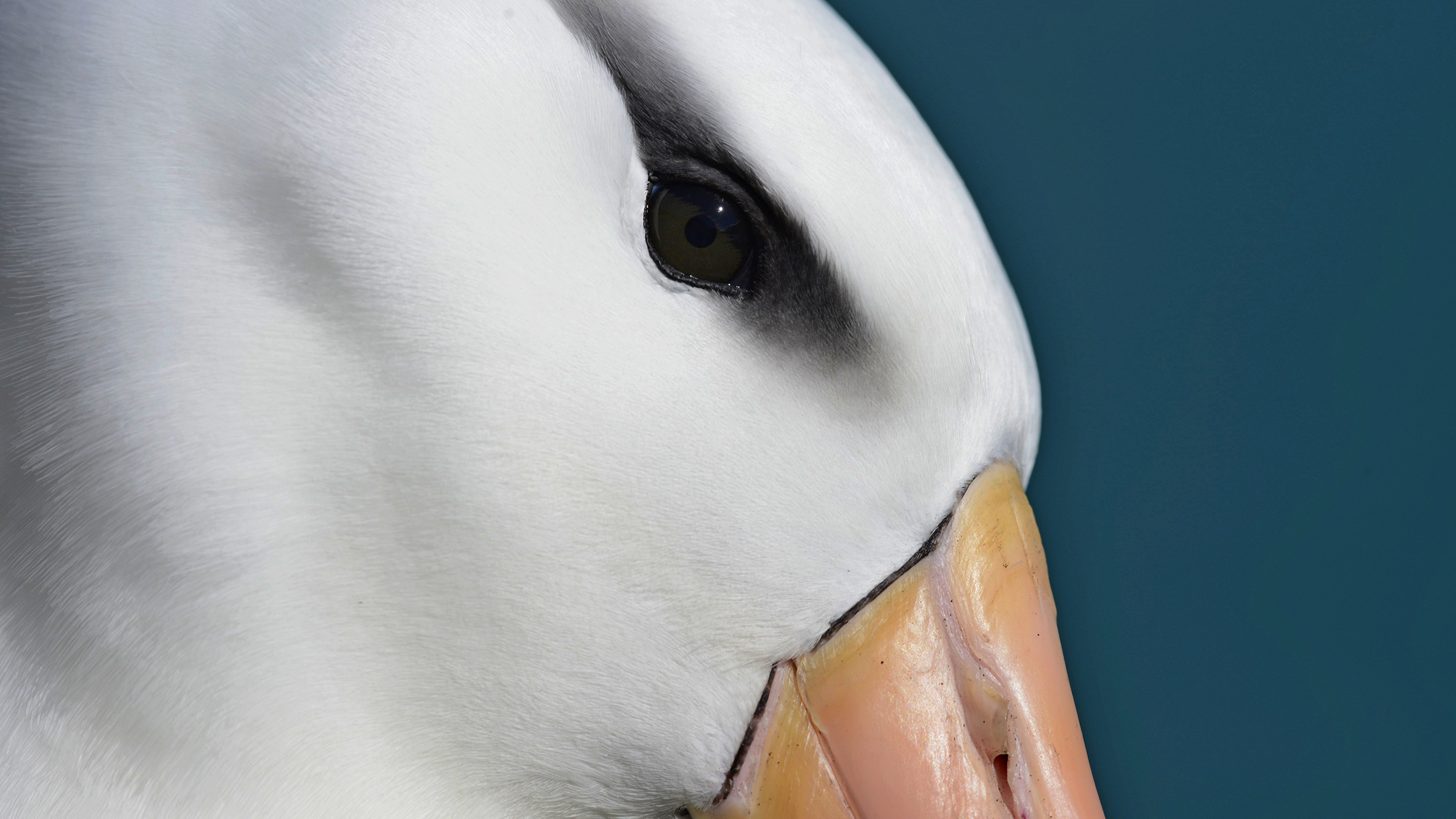 Close-up of a white bird's face with a black eye patch and a pale orange beak against a blue background