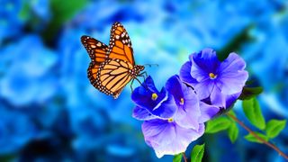The Monarch butterfly, a highly migratory species, has declined across parts of its North American range in recent years. 