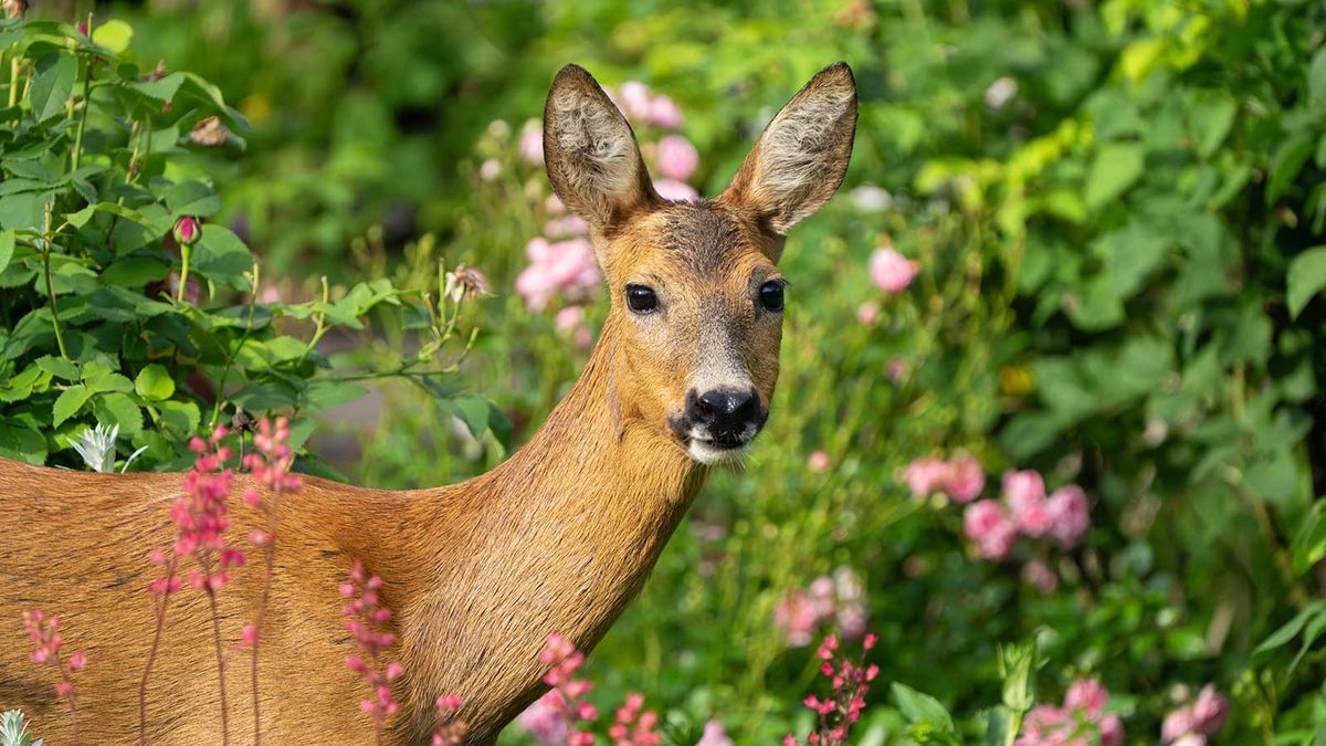 DIY deer deterrents: simple ways to keep these animals away | Homes and  Gardens