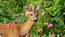 deer in garden