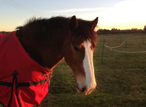 Hovis-in-field.jpg