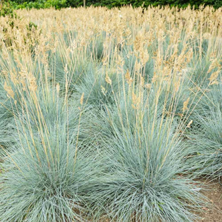 Outsidepride Perennial Blue Fescue Drought Tolerant Ornamental Grass for Full Sun -