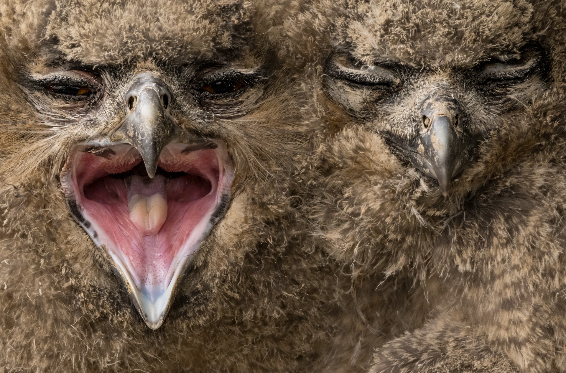A extreme close-up of two young downy eagle owl chicks nestled together, one squawking with its beak wide open to reveal a pink mouth while the other rests with its eyes closed.