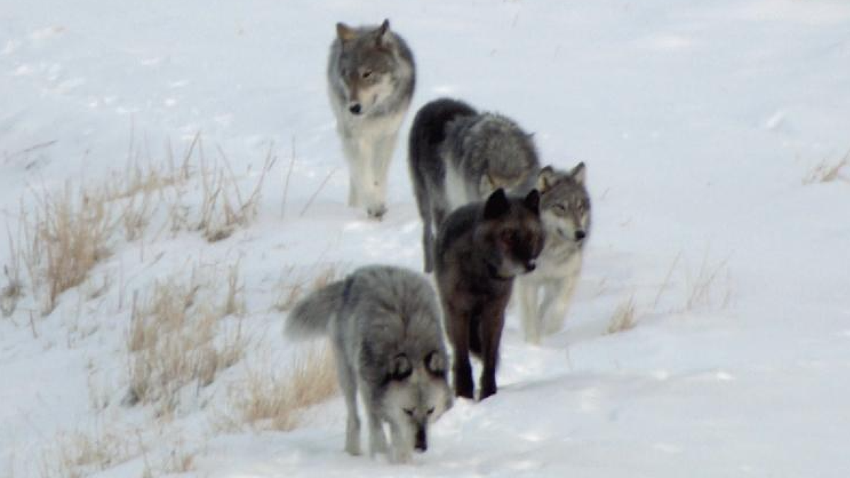 &quot;Yellowstone Wolves: Succession&quot; delivers a close-up look at the different personalities of the wolves and the people who are devoted to them