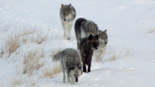 "Yellowstone Wolves: Succession" delivers a close-up look at the different personalities of the wolves and the people who are devoted to them