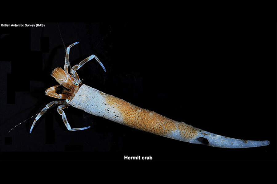 this hermit crab was collected by a seafloor trawl near Gough