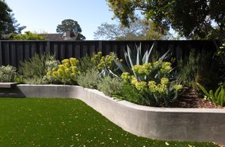 A bed of green plants in a backyard