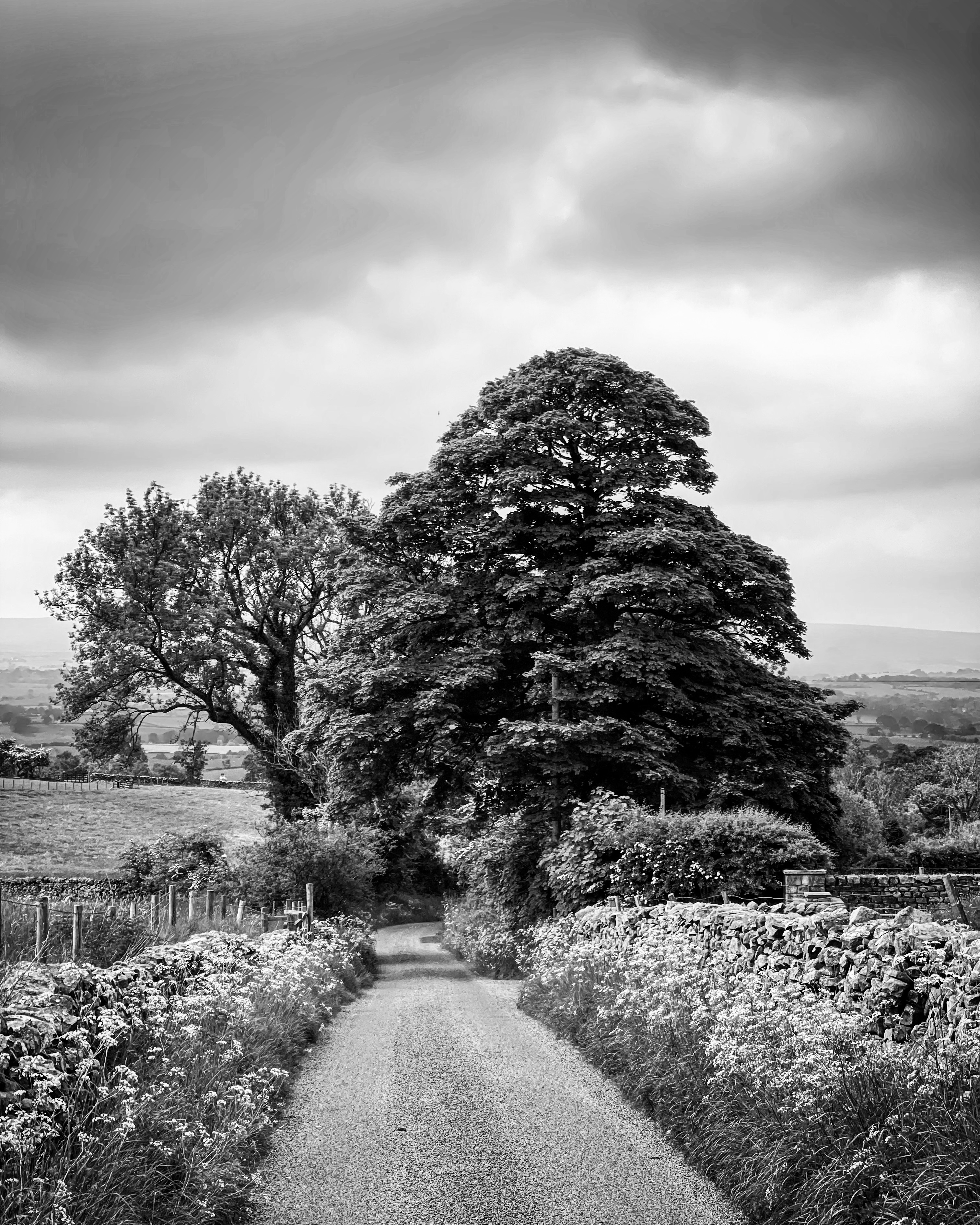 Black and white photo of a road leading to trees