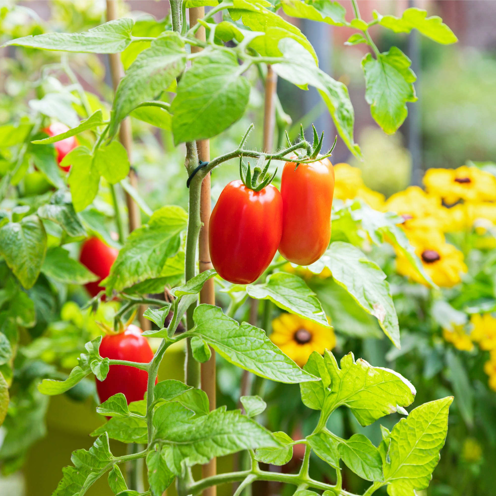 Tomato plants and black-eyed Susans on patio