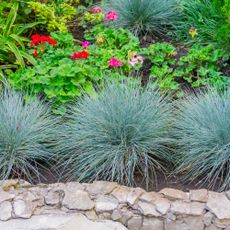 Three clumps of blue fescue grass