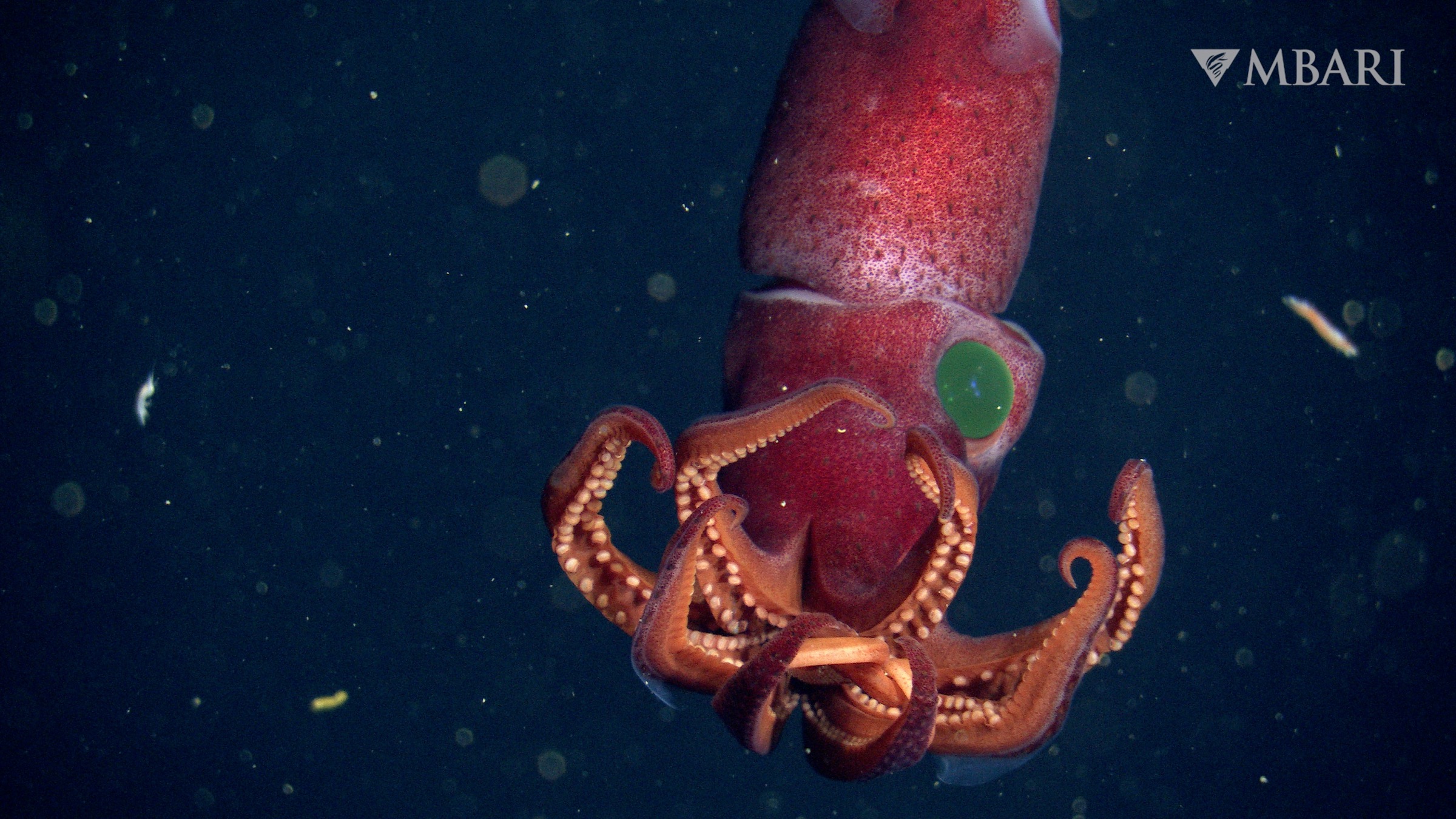 The cockeyed squid's big left eye looks upward while its small right eye looks downward.