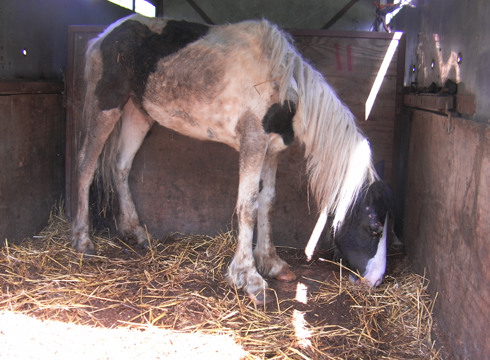 Another neglected horse