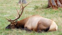 Sleeping elk, Colorado