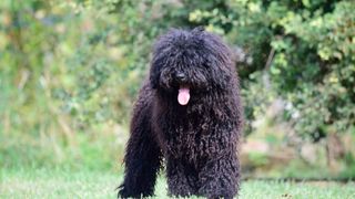 Puli dog with tongue out