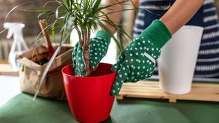 woman holding a repotted plant with green gloves on