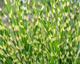 Ornamental Grass Miscanthus sinensis Zebrinus