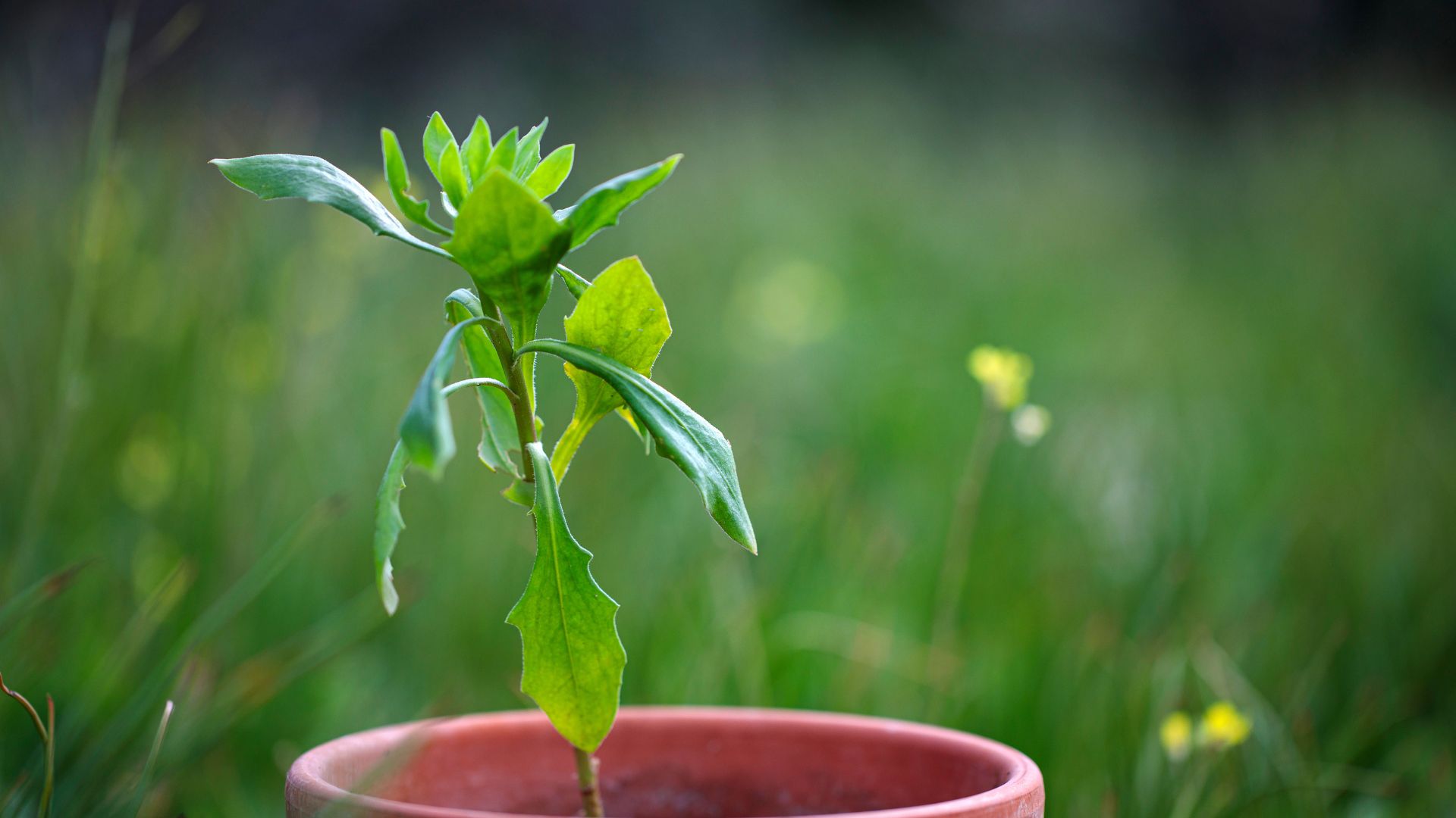 picture of young dahlia plant in pot