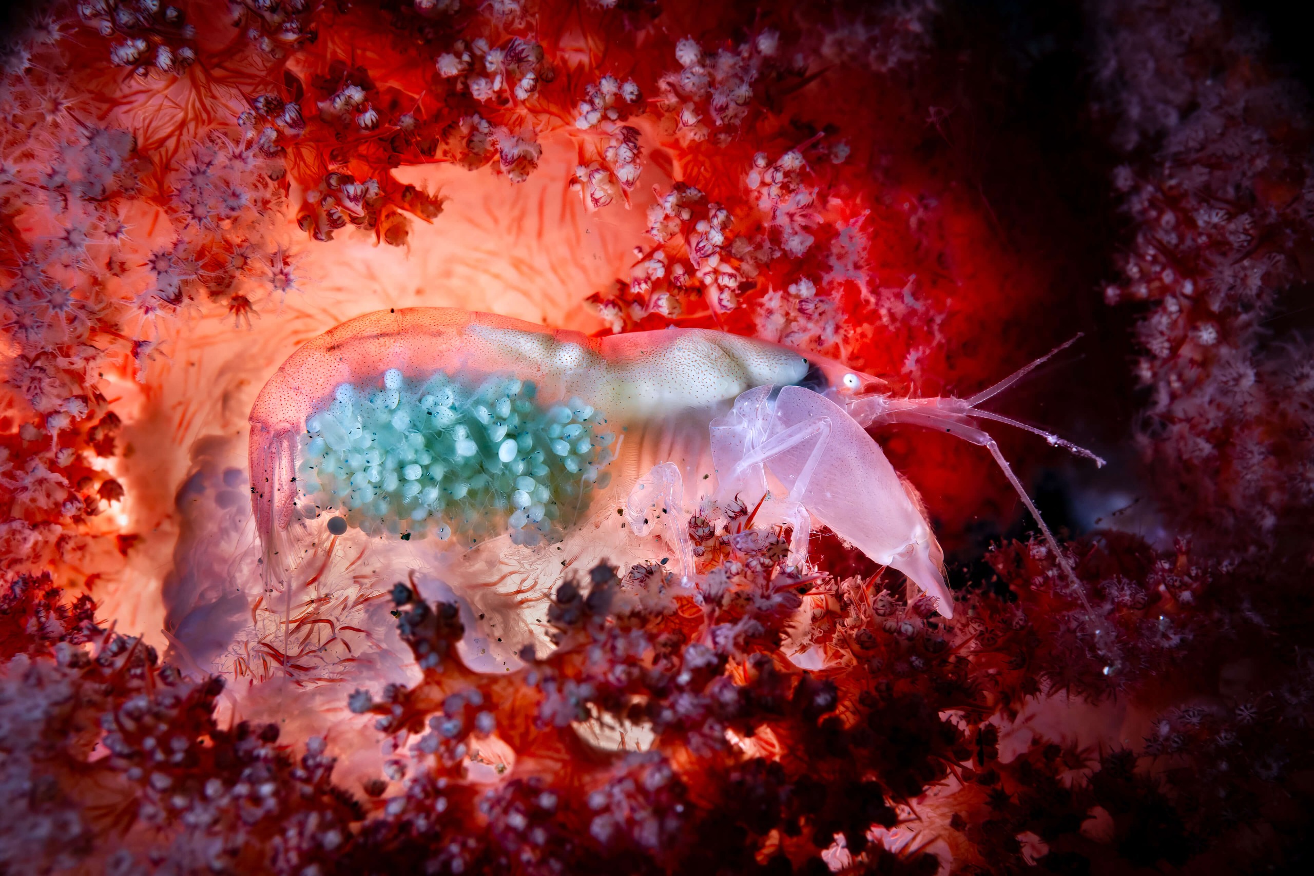 Shrimp carrying eggs.