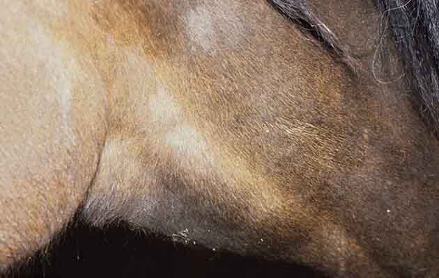 Choke in horses: a swollen Esophagus showing a blockage. Ref Horse &amp;amp; Hound; 22 September 2016