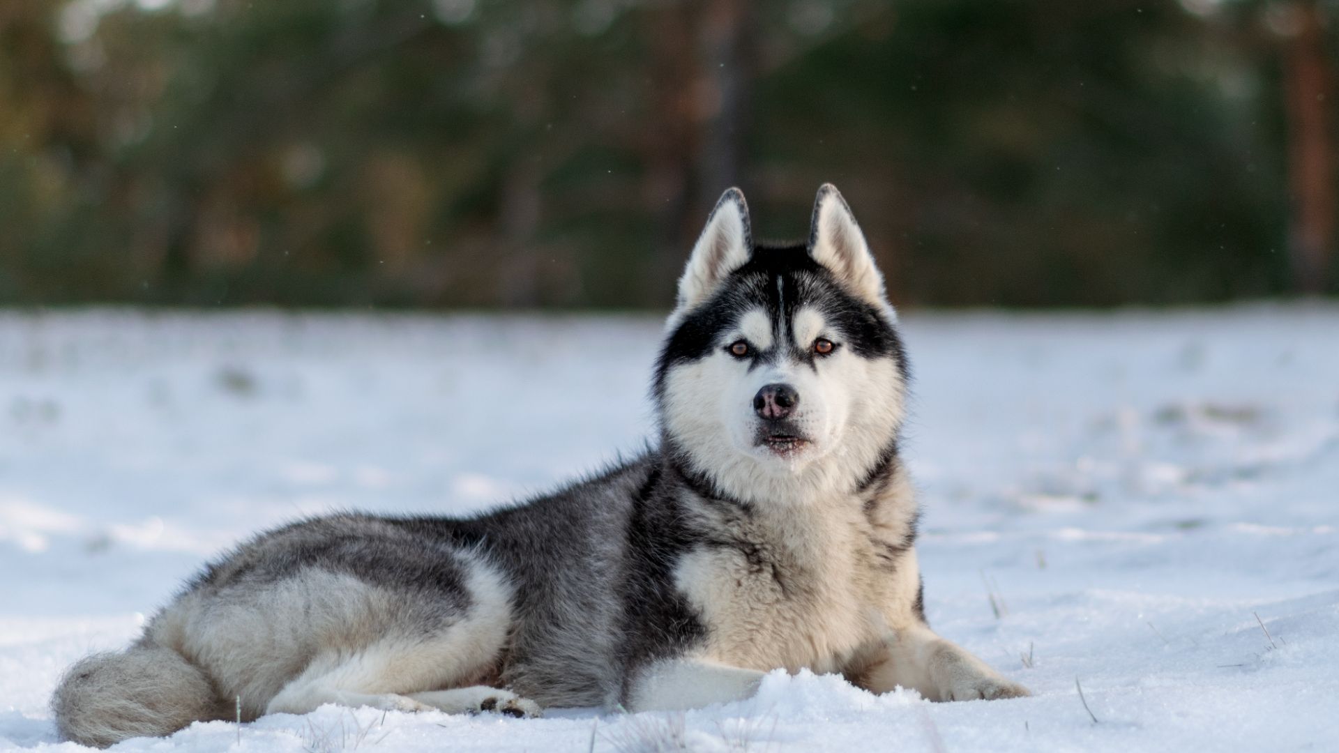 siberian husky laying in the snow