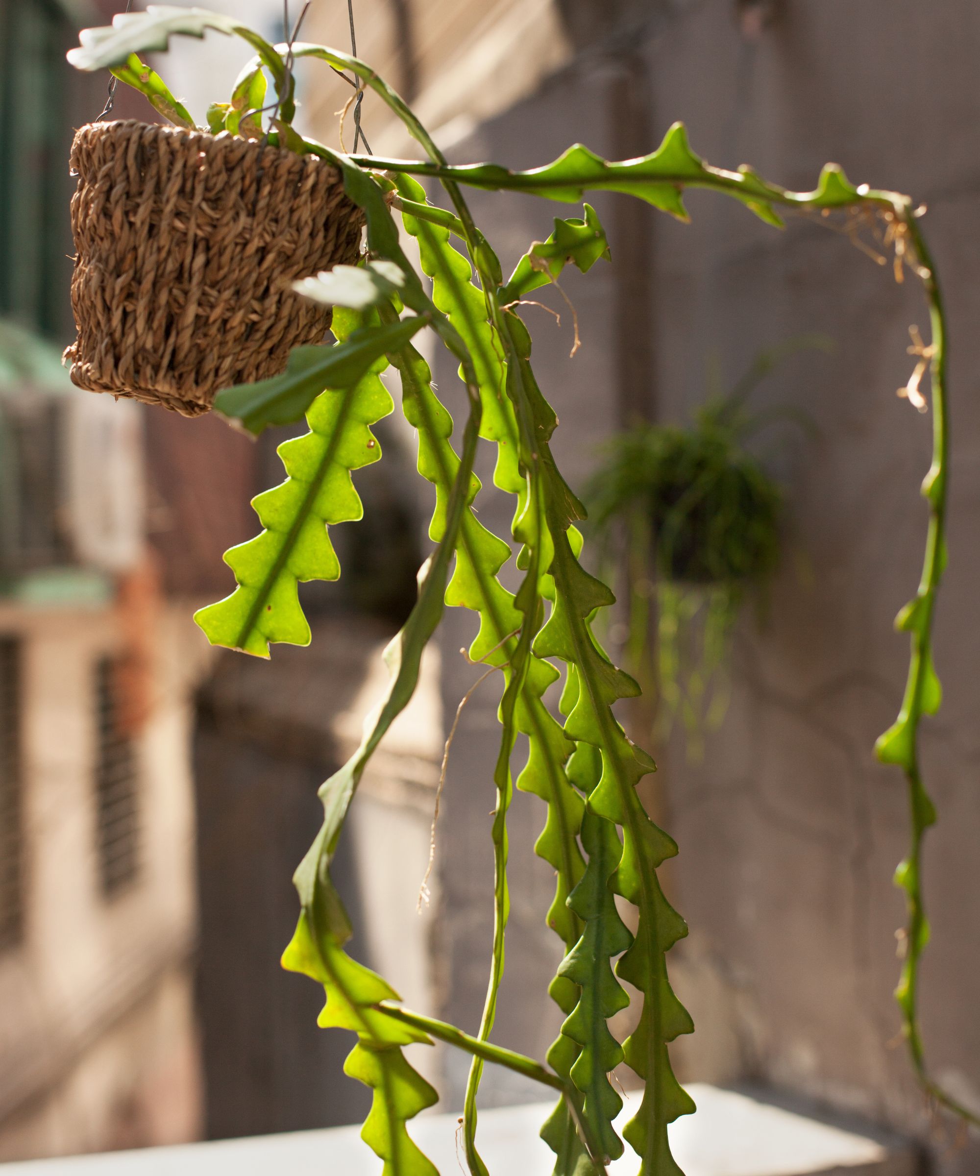 Hanging fishbone cactus