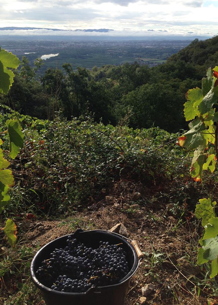 Jean Luc Colombo in the Northern Rh&ocirc;ne Valley