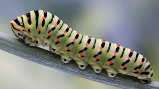 Caterpillar of Papilio machaon butterfly with orange and black spots