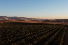 Jackson Family Wines purchases vineyard in Walla Walla Valley