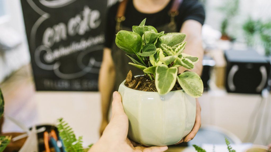 POV being handed a houseplant in a shop