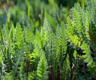 Common yarrow, achillea