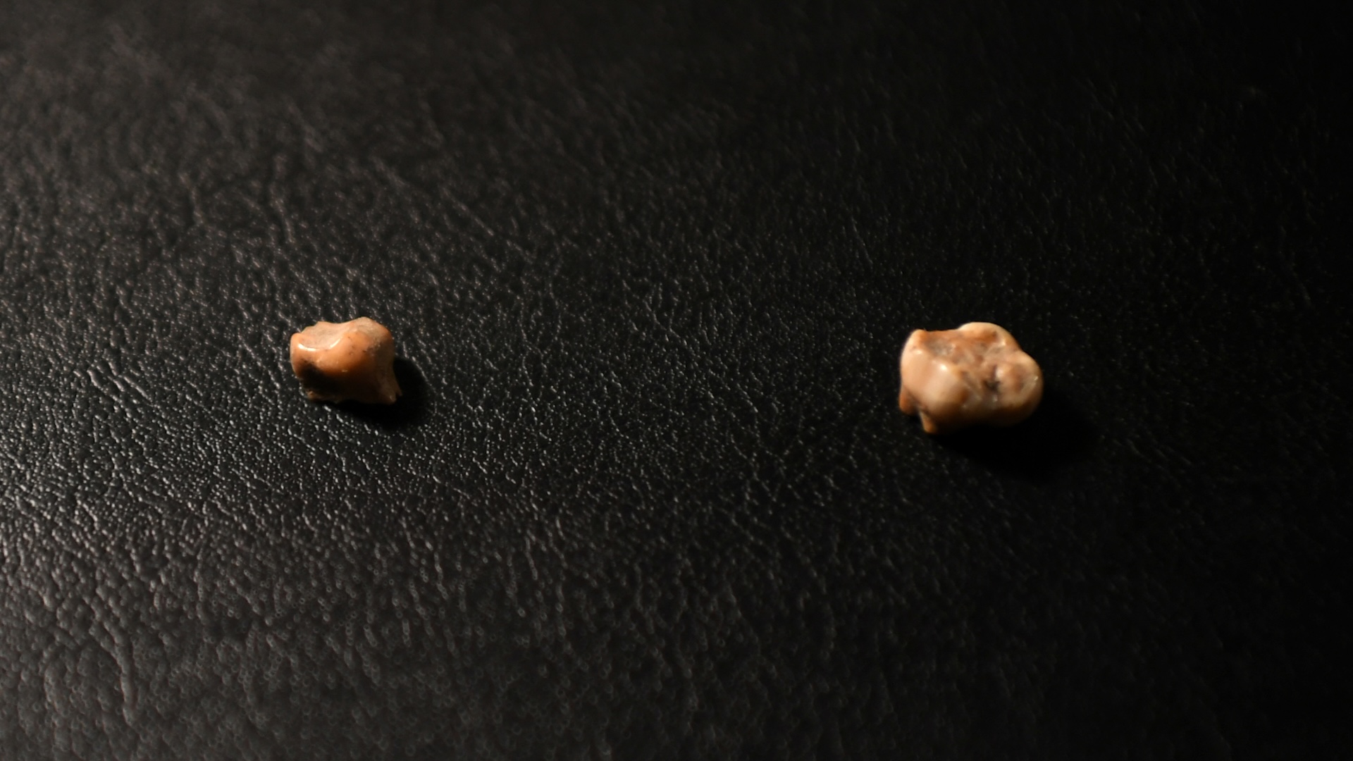 two teeth on a black background
