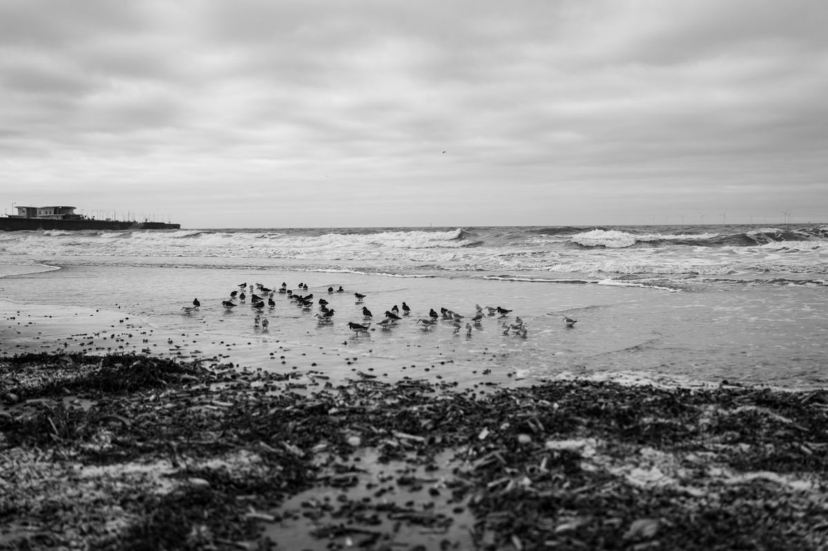 Small birds wading in breaking waves on a beach on a stormy day