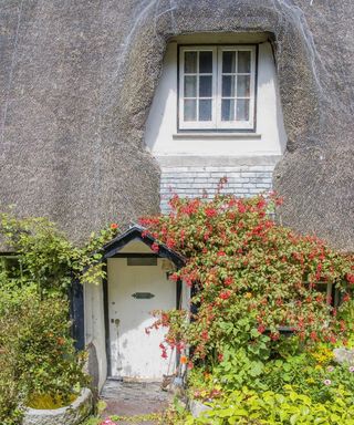 Front of white thatched cottage showing garden, front door, first floor window and part of the roof