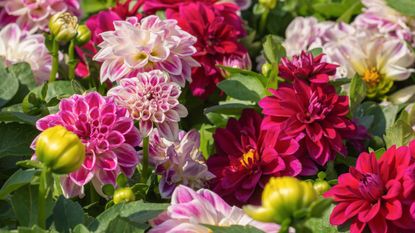 Dahlia blooms on show