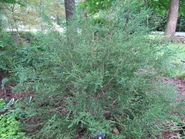 korean boxwood